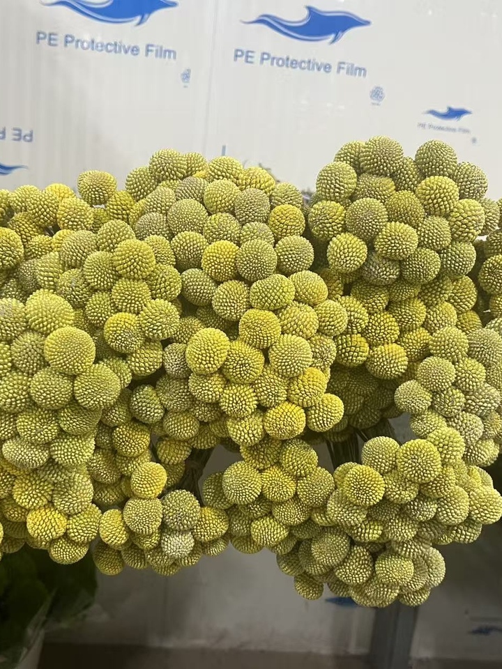 Golden Billy Buttons