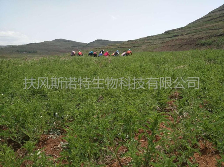 Astragalus Membranaceus Extract