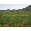 Pure Okra Extract Powder for Natural Nutritional Support