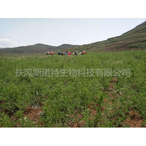 Pure Okra Extract Powder for Natural Nutritional Support