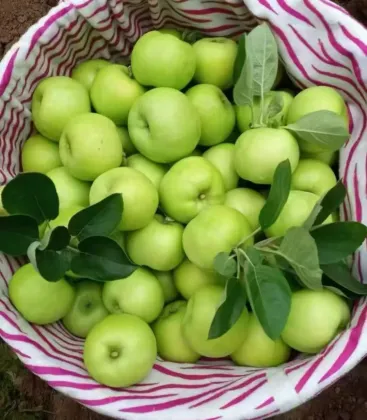 Delicious Fresh Green Apple YNxiguo Organic Choice