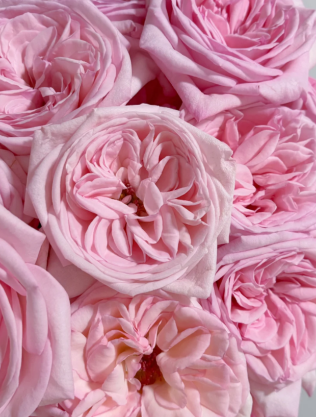 Pink O'Hara Rose