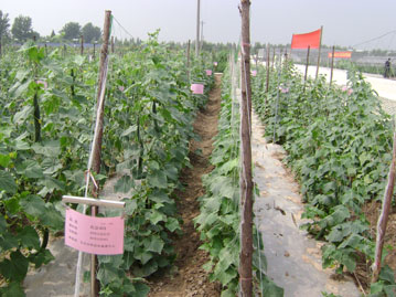 Cucumber Plant Support Net