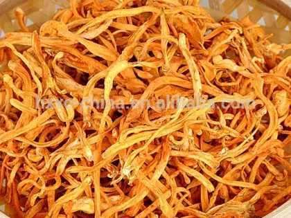 High Quality Cordyceps Sinensis Dong Chong Xia Cao Chong Cao Capsule