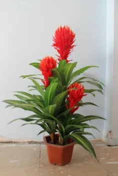 The lucky with three flower