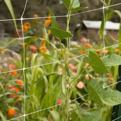 Environmental Beautification Plant Climbing Net