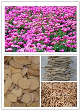 Dried crude pieces of peony roots