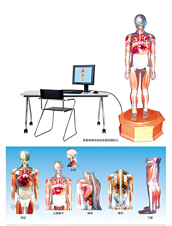 Multimedia anatomy teaching comprehensive simulation demonstration ...