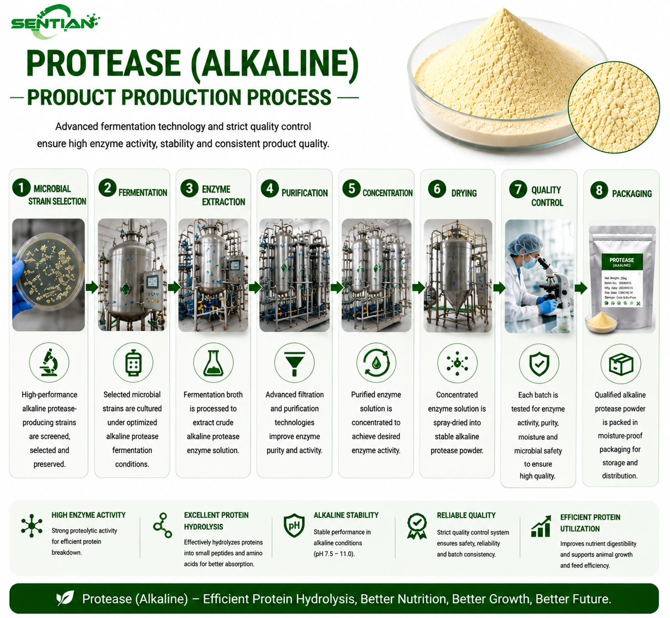 Protease (Alkaline)1