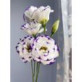 বিবাহের জন্য পাইকারি বেগুনি-ধারযুক্ত Lisianthus