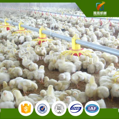 poultry shed construction farm 1000 chiken shed