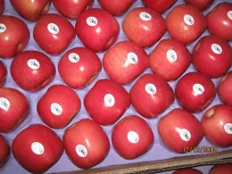 Fuji apple