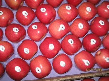 Fuji apple