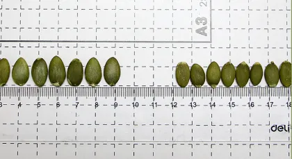 GWS Pumpkin Seeds Kernels A, AA, AAA Grade