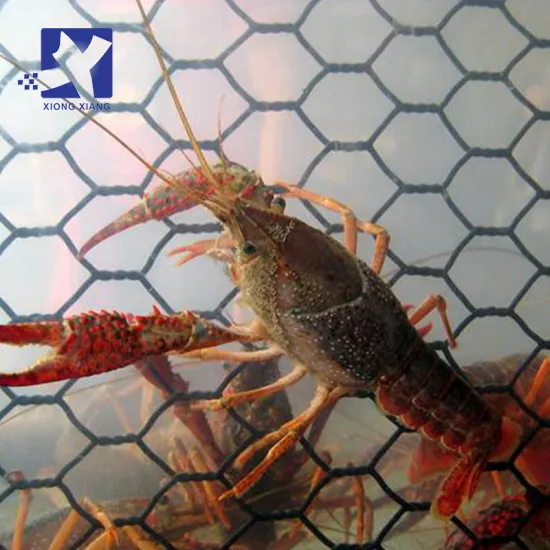 Hot Selling 2'' Galvanized Chicken Cage Wire Mesh Poultry Wire Mesh