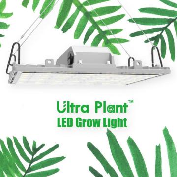 365nm Green House Equipment 150W LED élèvent la lumière