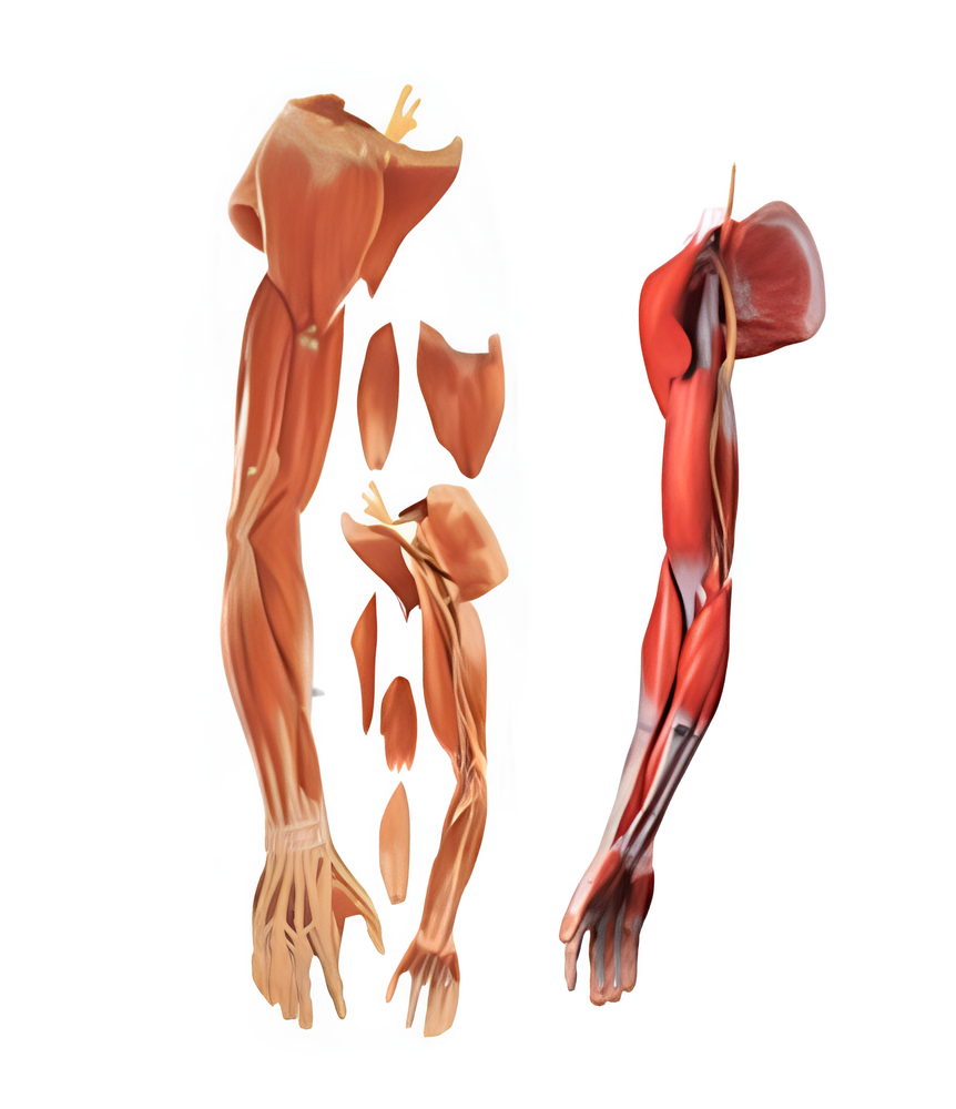 Muscles of Human Arm( upper arm)