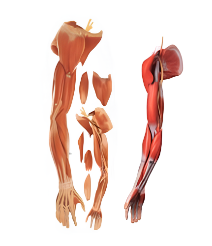 Músculos do braço humano (braço)