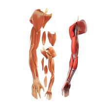 Músculos del brazo humano (parte superior del brazo)