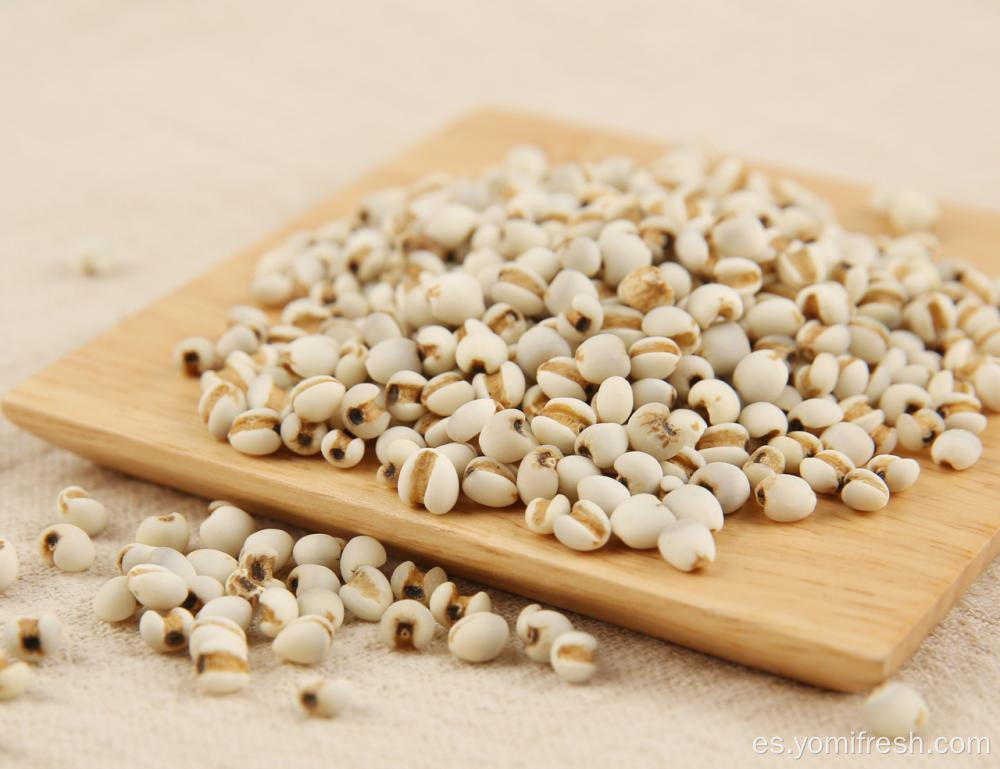 Nutrición de semillas de coix