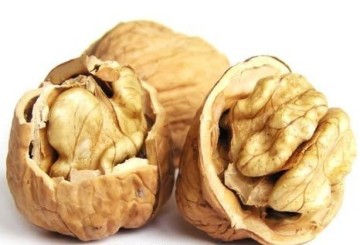 2017 tanaman baru Walnut kernels