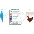 Suplemento de nutrición de salud alimentaria de xylo-oligosaccharide en polvo