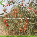 Factory Supply Fruit Healthy Nutrition Goji Berries