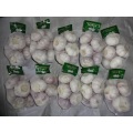 Buy 2020 Fresh Normal White Garlic