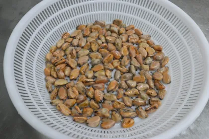 Good Quality Frozen Cooked Mussel Meats