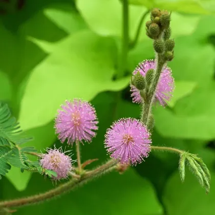 Mimosa Powder for Sale