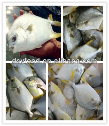 Frozen whole golden pomfret fish