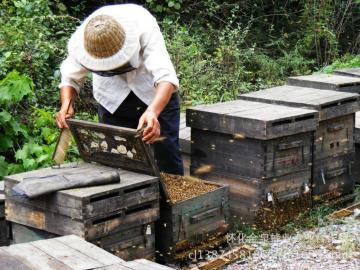 bulk sale raw natural wildflower honey