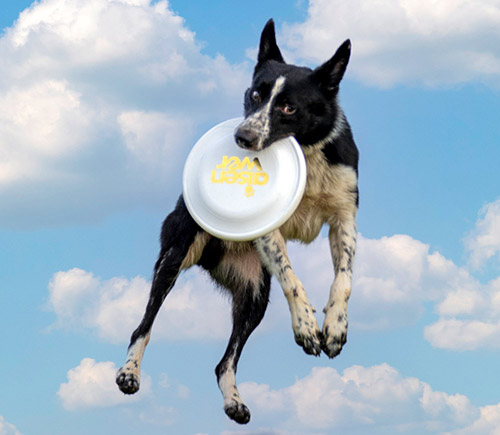 Dogs Love Playing Fetch with Their Owners in the Outdoors