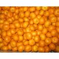 Top Quality Nanfeng Baby Mandarin Orange Export Price