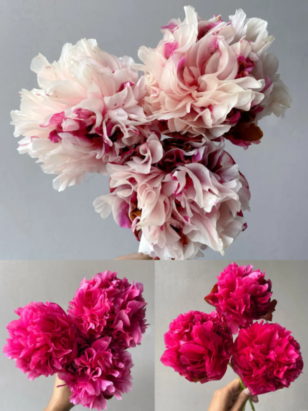Command Performance Peony