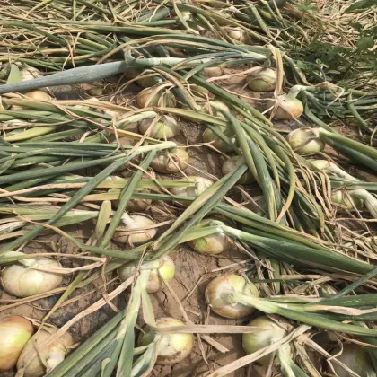 High Quality Fresh Onions