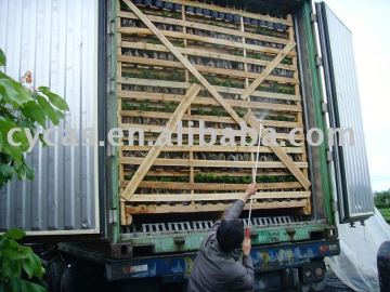 Ficus Ginseng
