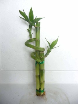 bamboo gift