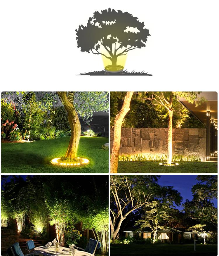 tree landscape light