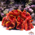 Colorful Resin Aquarium Artificial Coral Reef Decoration Fish Tank Coral Stone Landscape Ornament Tool Aquarium Ornament