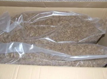 Dried Mealworm