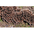 Grifola Frondosa Extract Powder