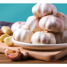 KALTE LAGER KAUFEN NORMAL WEIßEN Knoblauch