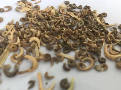 Beautiful flower seeds calendula officinalis seeds