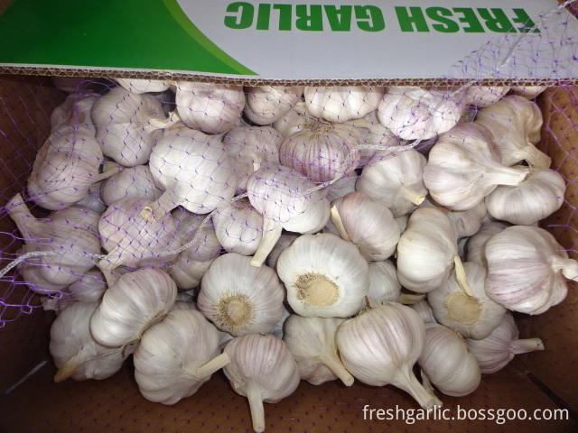 The Garlic Fresh New Crop