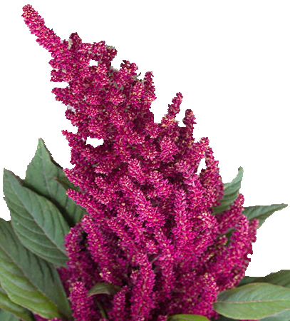 Amaranthus Red