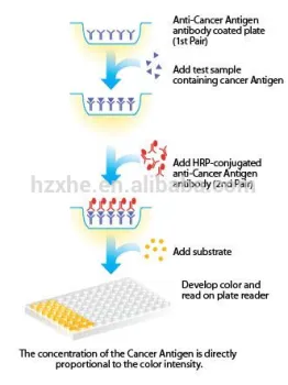 Good China high quality competitive price made afp colloidal gold rapid test