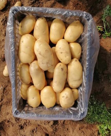 Fresh Yellow Holland Potato