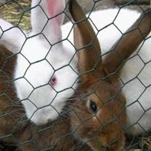 chicken wire netting 3/4 inches for America