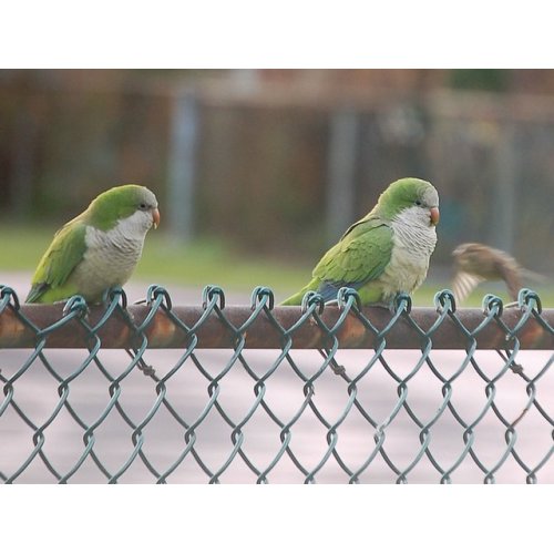 Chain link fence for baseball fields